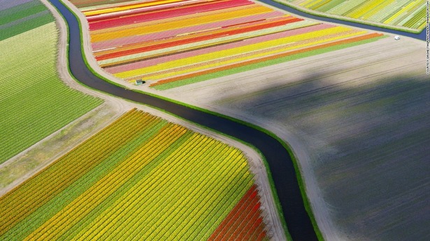 dronestagram-tulip-field-holland-the-netherlands